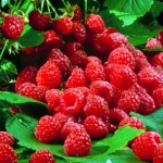rasberry-150x150.jpg