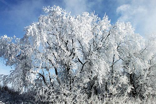 illinois_winter2.jpg
