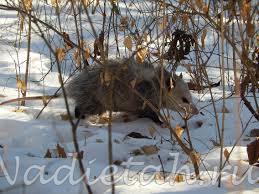 opposum.jpg
