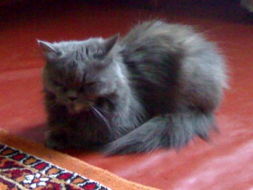 13062008993.jpg