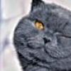 Изображение пользователя Stalina.