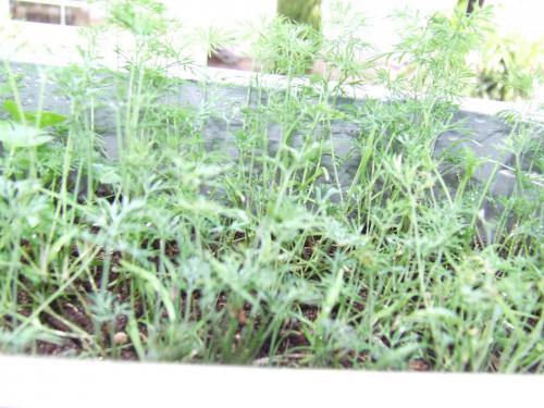 DSCF2617.JPG