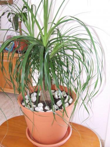 DSCF2620.JPG