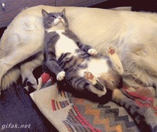 tumblr_ngb0j9wbjz1s2yegdo1_400.gif