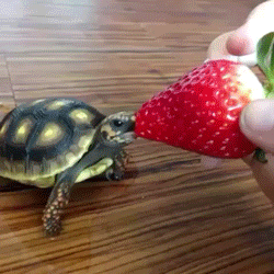 tumblr_nkdlxhhz6b1rxp34uo1_250.gif