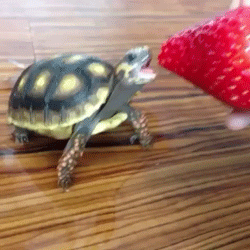 tumblr_nkdlxhhz6b1rxp34uo2_250.gif