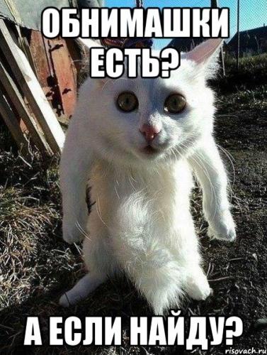 bydlo-kot_23791025_orig_.jpeg