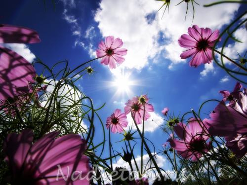 sunny-flowers-flower-nature-1920x2560.jpg