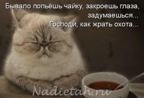 1kotyara.jpg