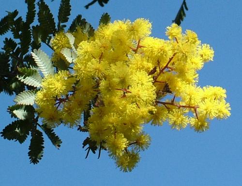 mimosa-in-flower1-757462.jpg