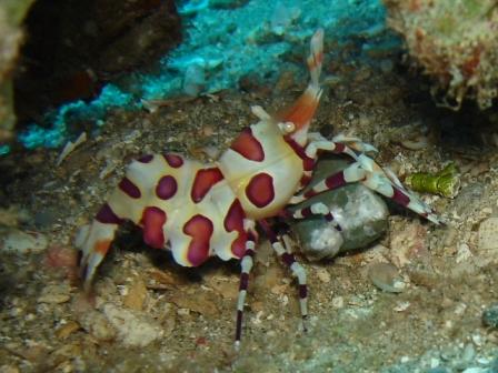 harlequinshrimp_small.JPG