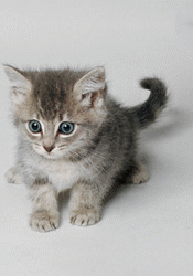 cat119.gif