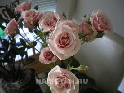 IMGP1691.JPG