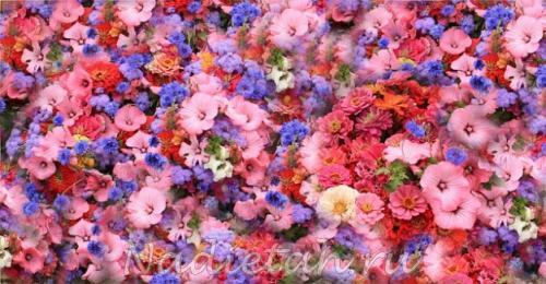 bed-pansy-violet-viola-spring-flowers-park_121-74598.jpg