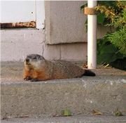 180px-Groundhog.jpg