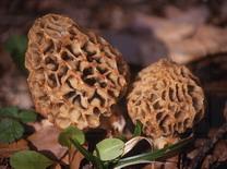 Morchel.jpg