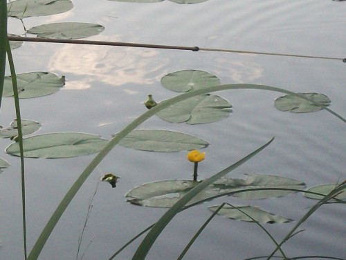 100_1990 (500 x 375).jpg