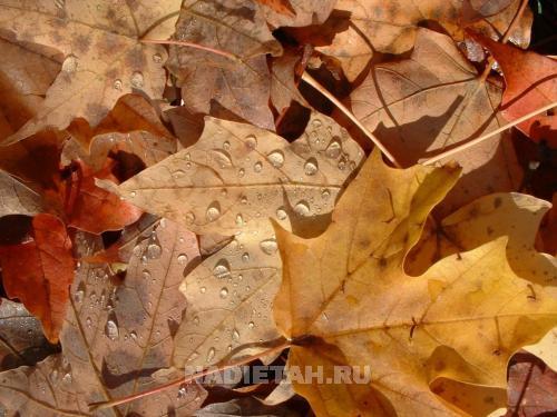 FL_autumn_leaves.jpg