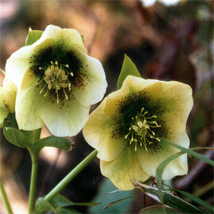 Helleborus-caucasicus.gif