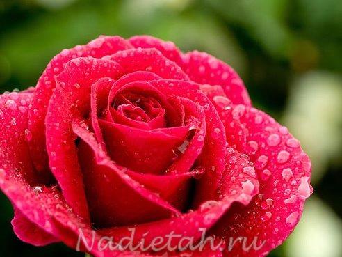 blumen1.jpg