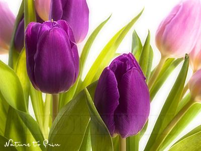 Tulpen.jpg