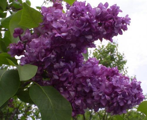 2596044_17e0d31.jpg