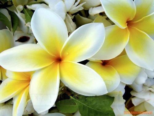 1214307589_24696292_1185994252_tropical_plumeria_flower_0.jpg