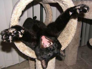 cat_skorpion_230.jpg