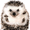 funny_hedgehog.gif