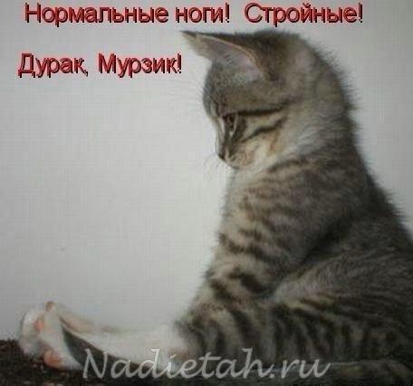 kote.jpg