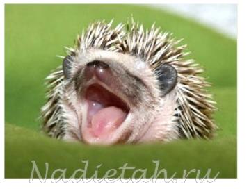 hedgehog1.jpg