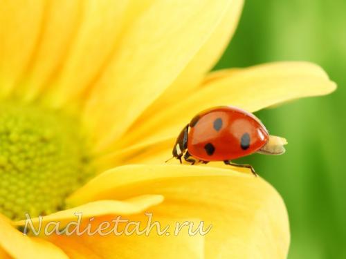 animals_insects_ladybird_on_flower_025025_.jpg