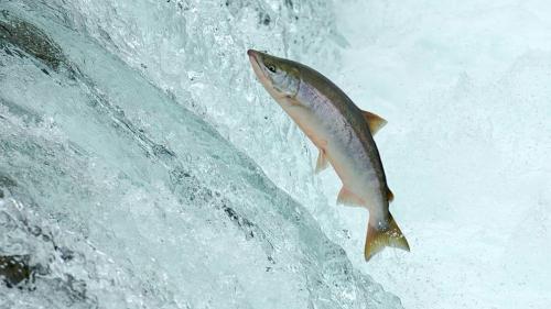 gty_salmon_mi_130711_16x9_992.jpg