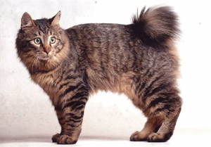 kuril_bobtail_3_small.jpg