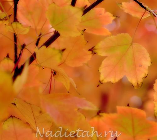 fallcolors.jpg