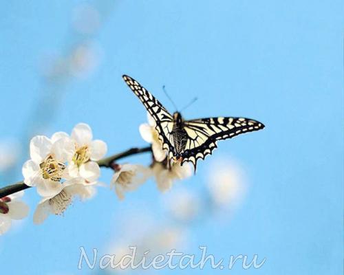 white-butterfly-cherry-blossom-1-1280x1024.jpg