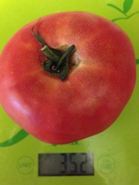 pomidor_1.jpg