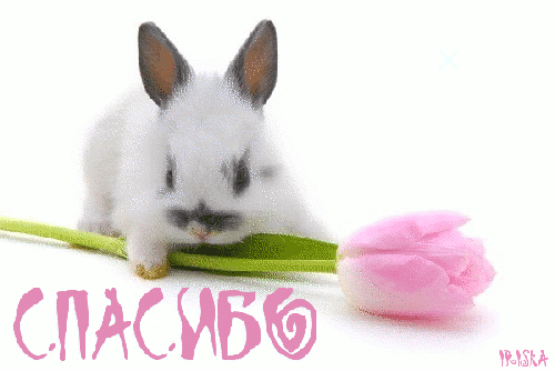 90855116_0_37127_20299602_xl.gif