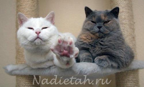 fun_animals_29.jpg