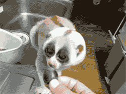 gifki-milota-zhivotnye-moya-prelest-553529.gif