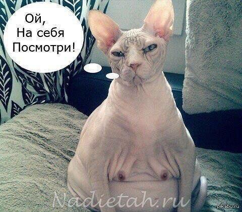 koshkiny_siski.jpg