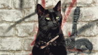 ad37c9ce27f93d07a8ee3c4b4f6dcc5c_m.gif