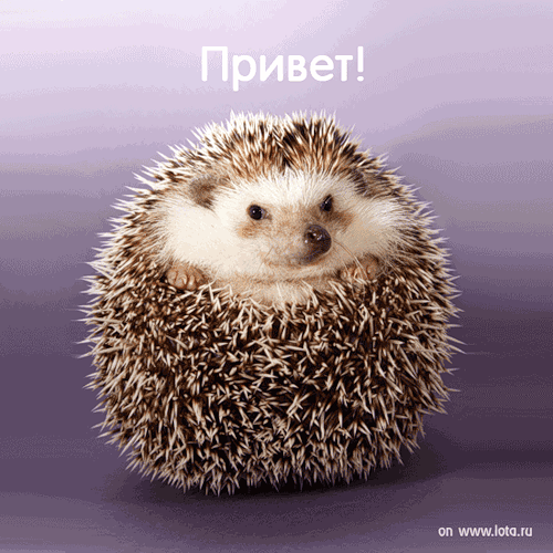 0_3ae6b_bb4276da_l.gif
